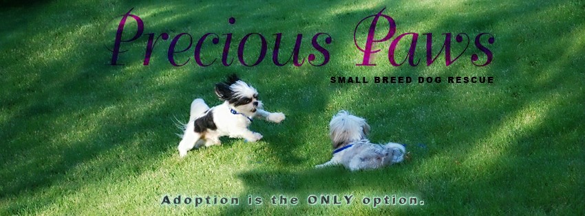 precious paws small breed rescue